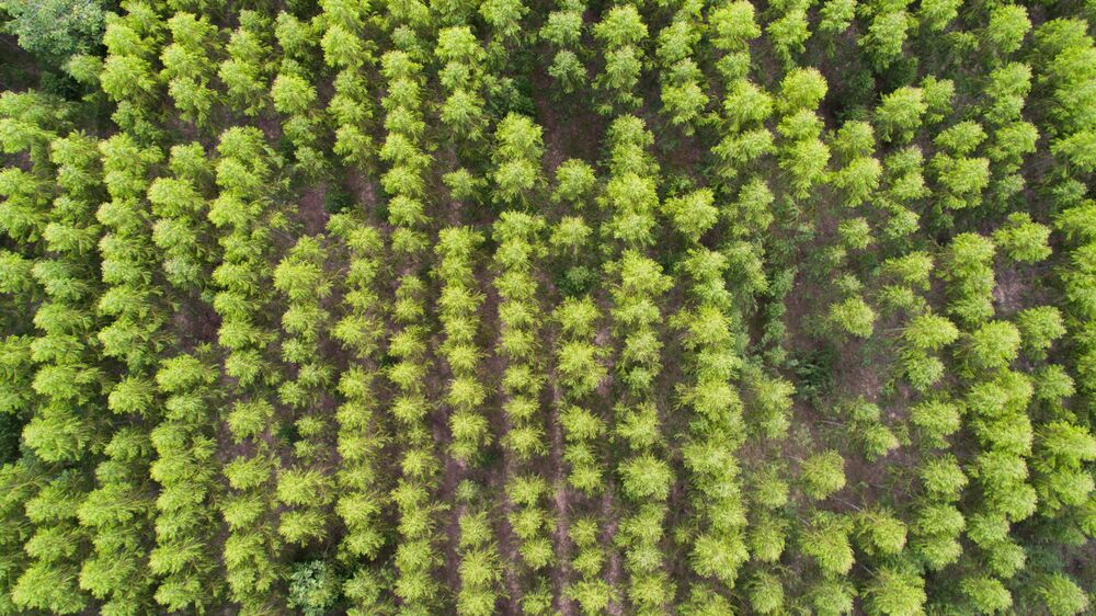 African timber plantation from the air