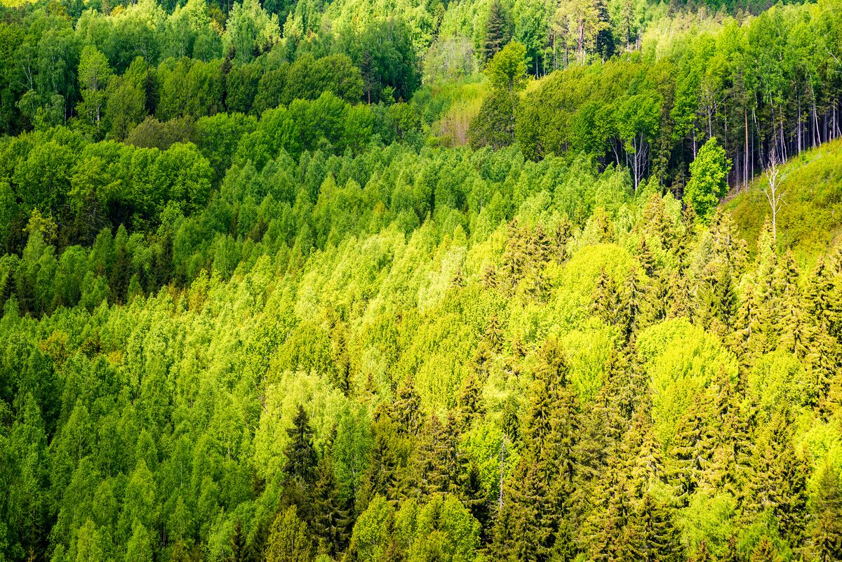 Forstinvestment – Nachhaltige Forstwirtschaft